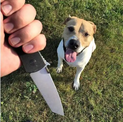 小狗举刀子表情包 - zx图片网,一个充满欢乐的表情包图片乐园