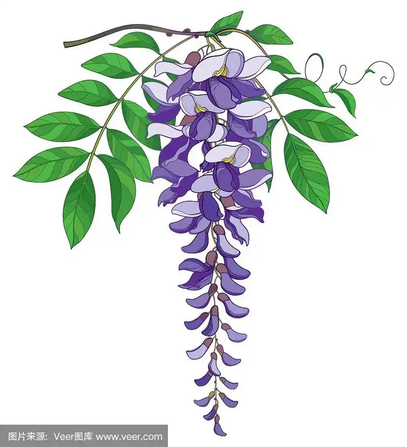 轮廓紫藤或紫藤花束的载体枝在淡紫色,芽和绿叶孤立在白色背景上.