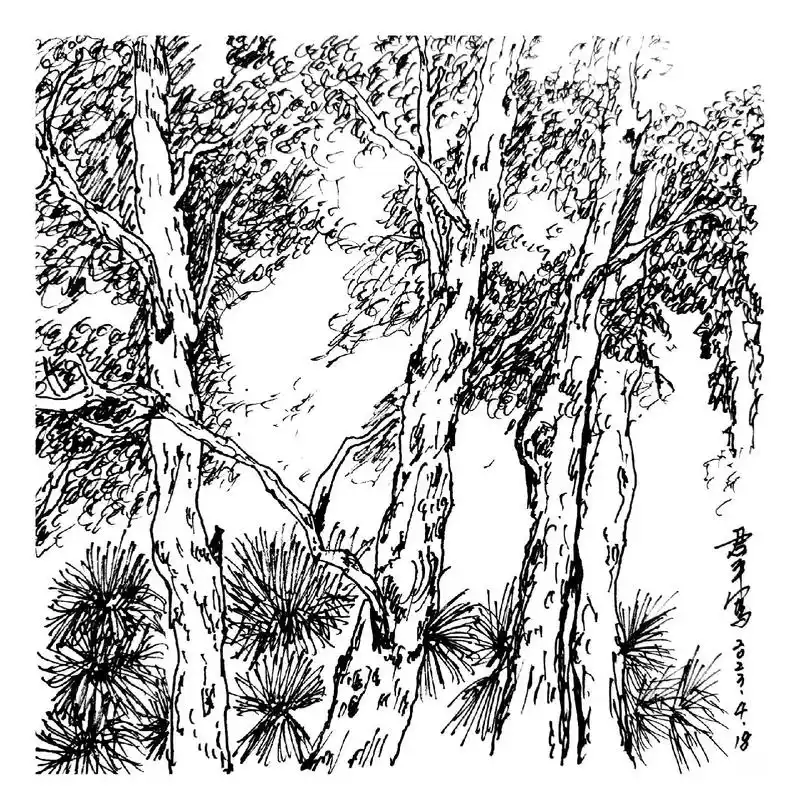 钢笔画速写 #树 - 抖音
