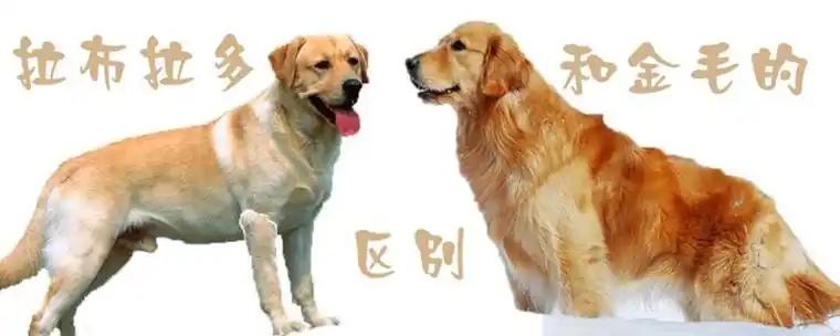 拉布拉多犬和金毛的区别