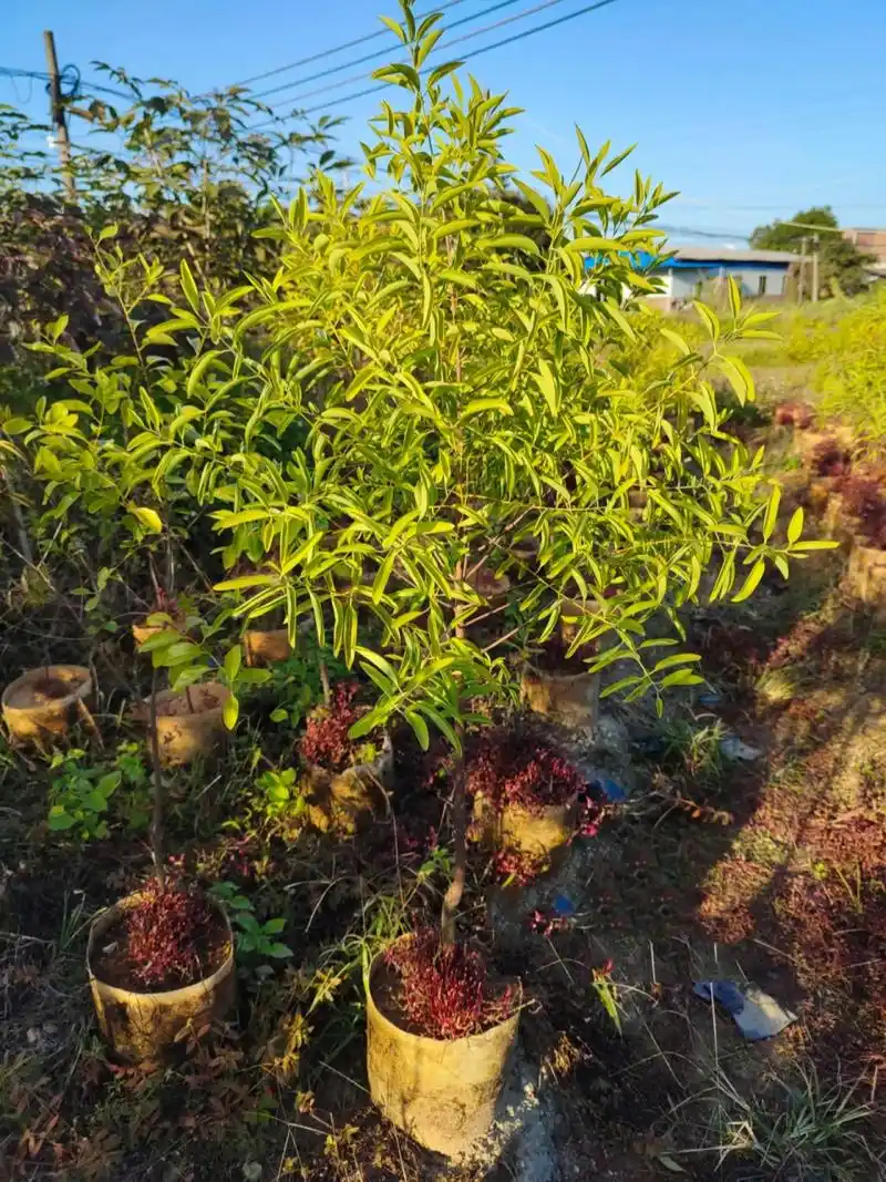 今年的檀香苗,长得很壮 精品檀香小树,株高90-150,树势较壮,树龄2年