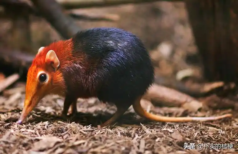 世界十大珍稀动物(全球20种最濒临灭绝动物)-临渡百科