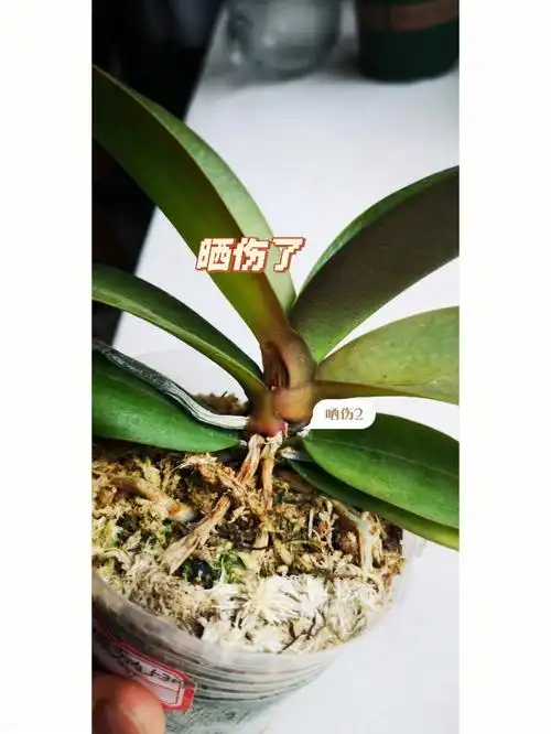 昨天高温蝴蝶兰被晒伤了