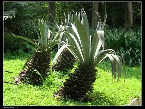 请显示菠萝树图片