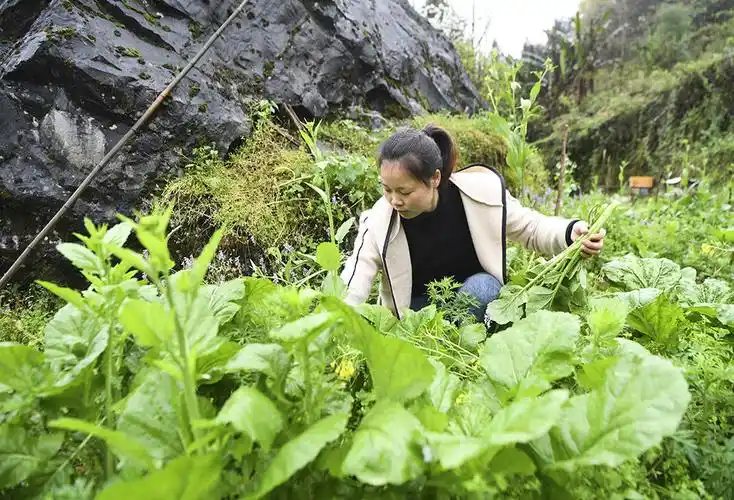 犟媳妇深山扎根记