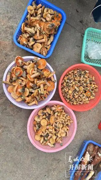 鸡枞|松茸|羊肚菌|牛肝菌_网易订阅