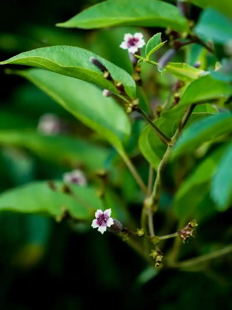 名臭花趣实用的鸡屎藤高原品种,鸡屎藤属植物,全草可入药,叶子可食,可