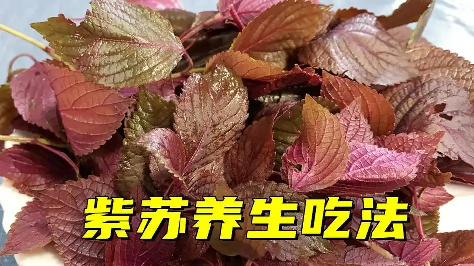 紫苏叶的最佳吃法(鲜紫苏叶怎么做最好吃)