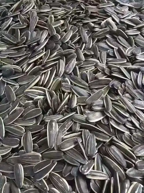 跑江湖地摊生瓜子散装批发展会生葵花籽内蒙带壳原味瓜子10元.