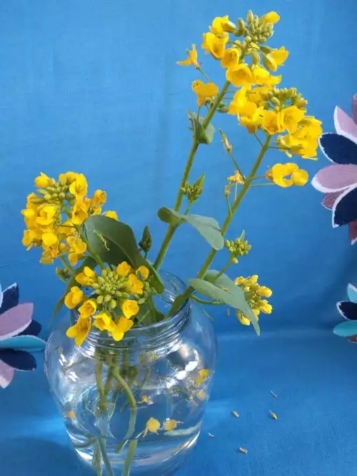 向死而生的油菜花