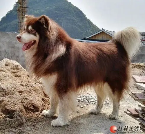 自家养殖的 纯种 红色巨型阿拉斯加公狗 借配 132斤78肩高