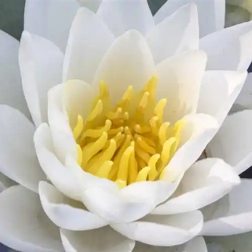 适合做头像的荷花图片清晰点的,清新淡雅的睡莲图片_图片_睡莲_荷花