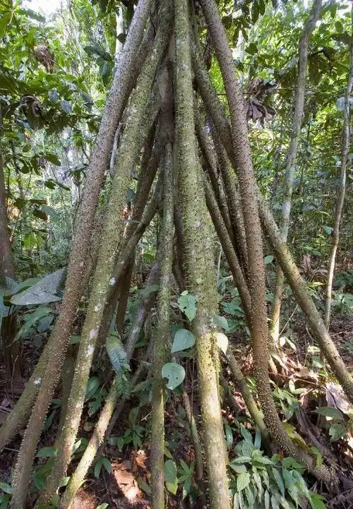 世界上最怪的三种树 一种会走路 一种会吃人 还有一种人一碰就死