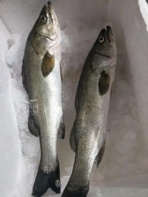 野生鲈鱼