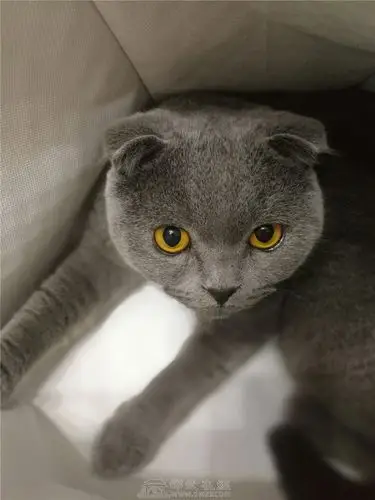 高颜值苏格兰折耳成年蓝猫转售