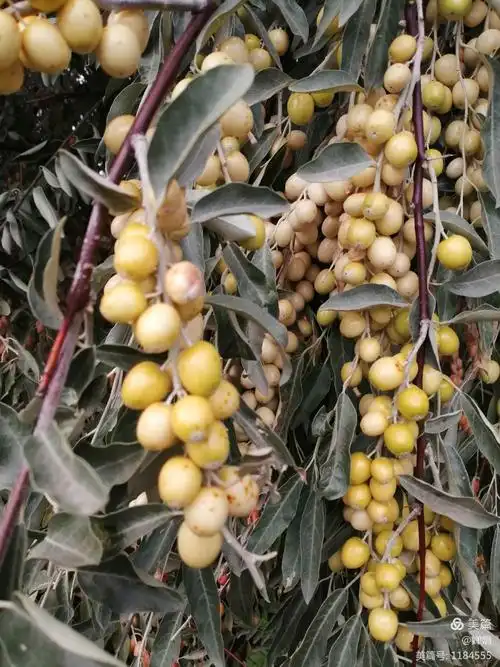 老龙河胡杨林-看秋天里的最后一抹绿