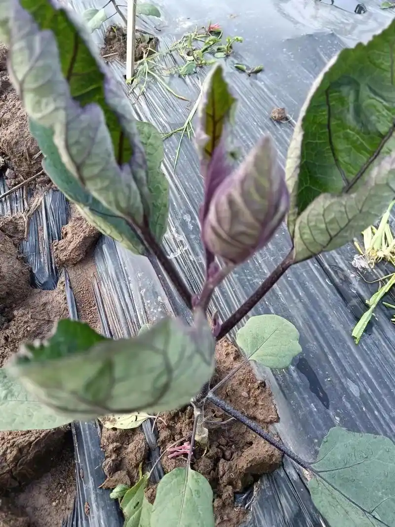 抖音种植的黄瓜皱叶花打顶我 - 抖音