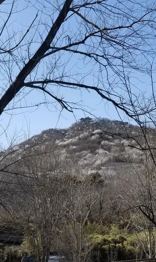 原创北京唯一4a级山地森林型景区桃花递开映照白塔红崖黑天鹅春色景致