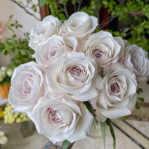 肯尼亚玫瑰silverlining银色衬裙