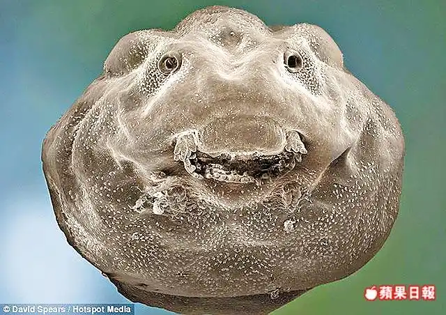 标题:特殊的电子显微镜下拍摄的微笑的蝌蚪!