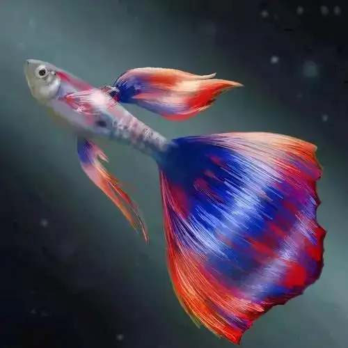 适合新手饲养的孔雀鱼,读懂以下几点,养鱼再也不是难事