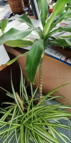 香龙血树的再生