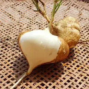 土番薯凉薯净重9斤凉薯新鲜地瓜9斤包邮农家土瓜新鲜凉薯新鲜蔬菜水果