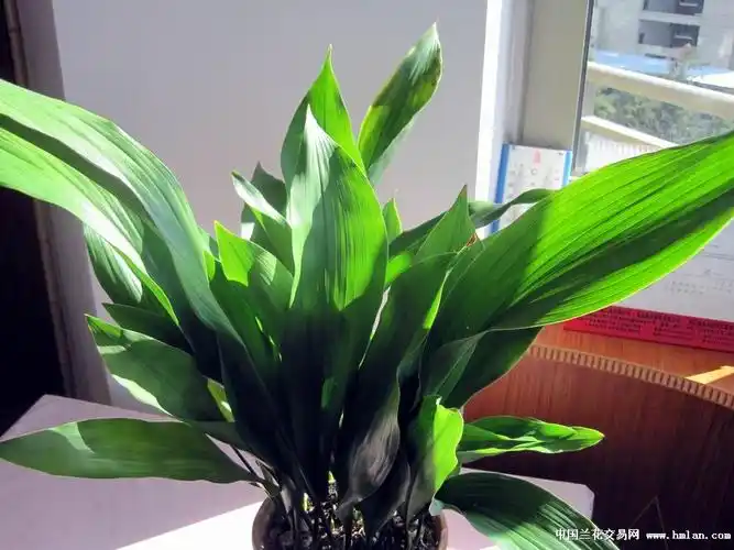 海风2014一叶兰蜘蛛抱蛋开花