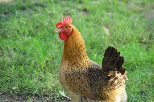 真是一鸣惊人佛山妇女来斗门参观就是为了要看这只鸡