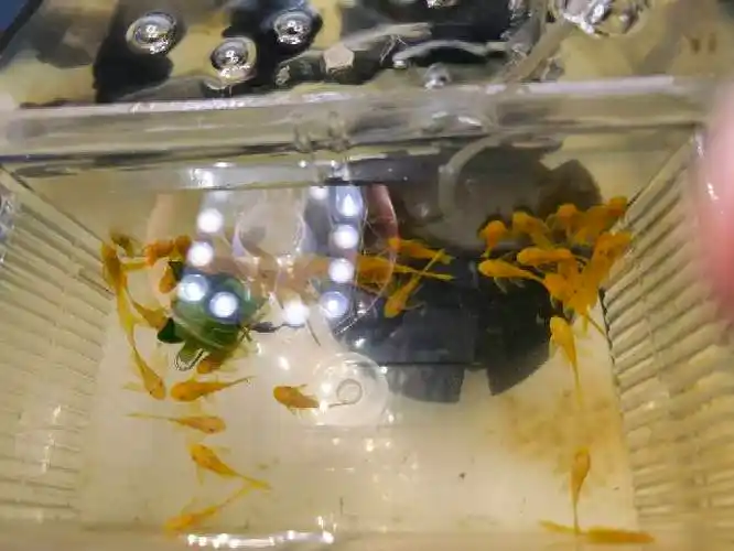 出蓝眼大帆3-3.5cm - 北京鱼友俱乐部 - cta南美水族