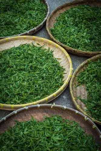 苏州农家自产自销的碧螺春