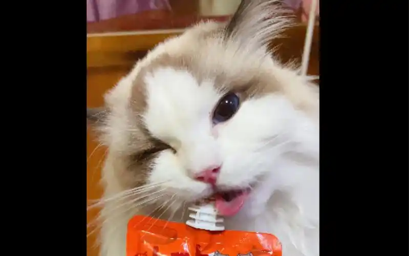 【布偶猫】我吃零食超猛的