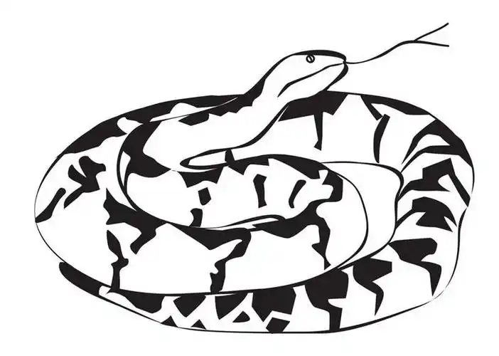 白天,白色背景,数码,科技,野生动物,一条,阴影,环绕,缠绕,网络,蛇