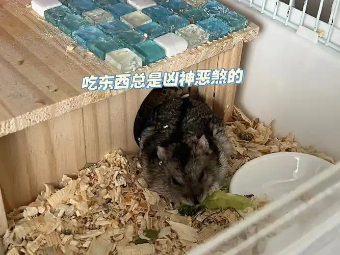 为什么我仓鼠的眼神总是想刀人