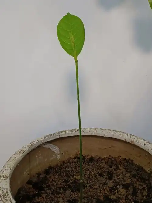 记录菠萝蜜生长过程