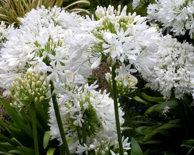 百子莲,白花 iphone 壁纸