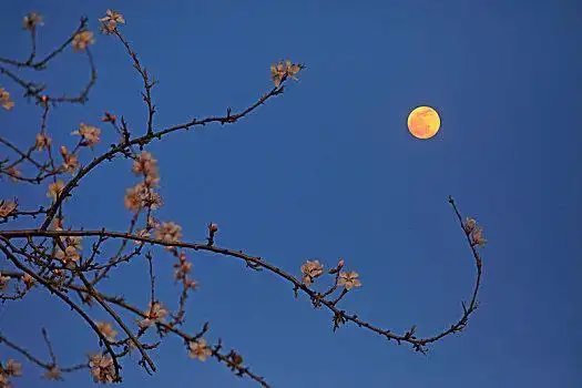 花好月圆图片_花好月圆图片大全_花好月圆图片下载