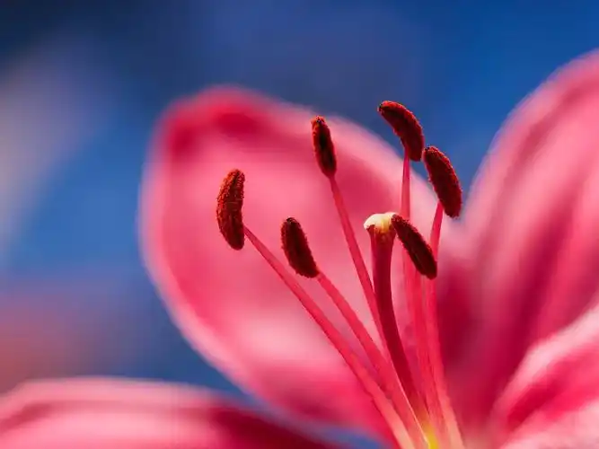 百合,雄蕊,花瓣,红色的花