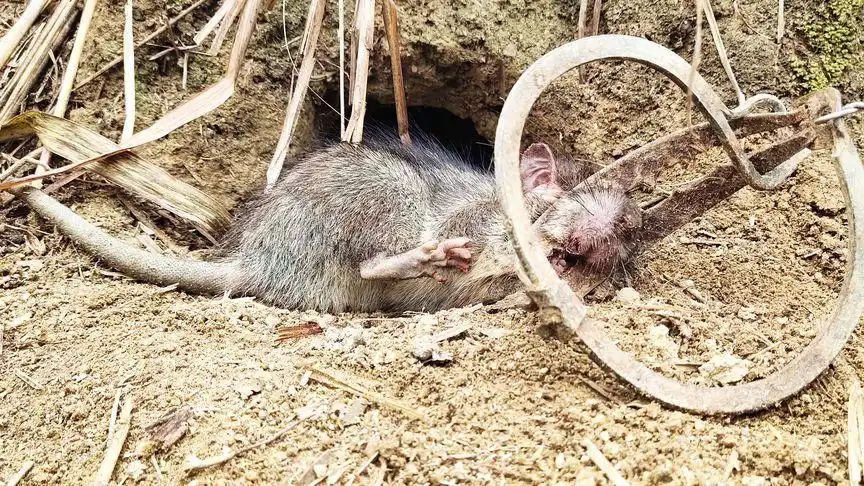 正宗白肚山鼠,被夹住头部挣扎一晚上没死,还把夹子拖进洞了