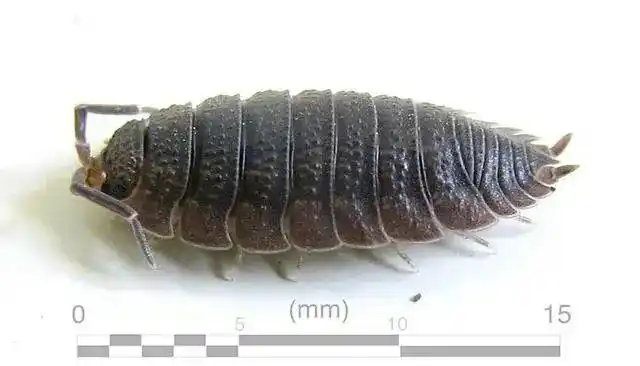 鼠妇也被称为潮虫子,地虱子等,他们一般都分布在沿海到海拔5km左右的