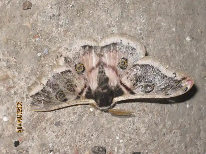 承德 打鹿沟 樟蚕蛾