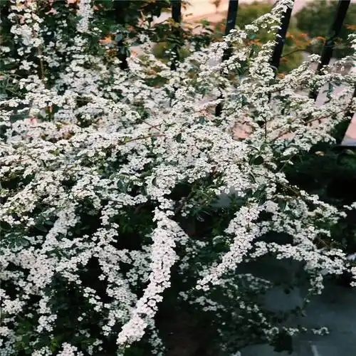 基地出售喷雪花雪柳喷雪花小苗根系发达成活率高庭院地栽苗园林草坪