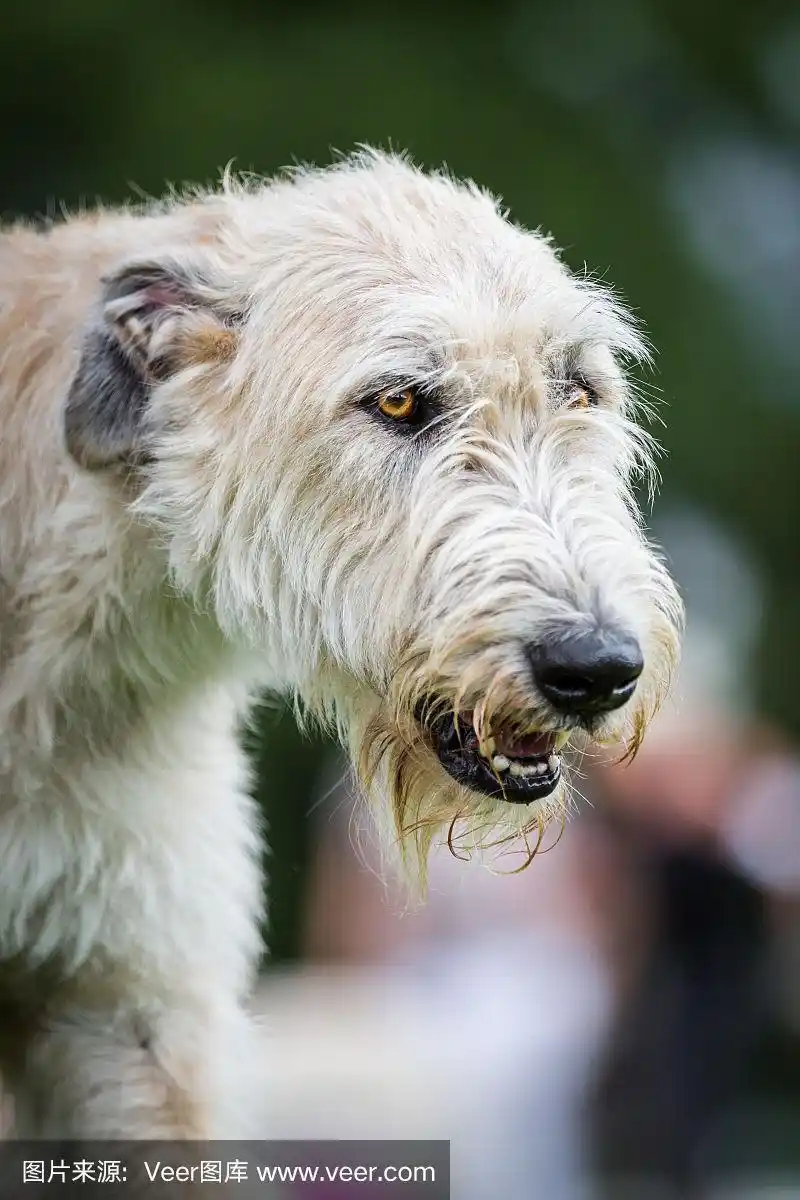 浅棕色爱尔兰猎狼犬