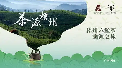 梧州六堡茶,喝出年轻味
