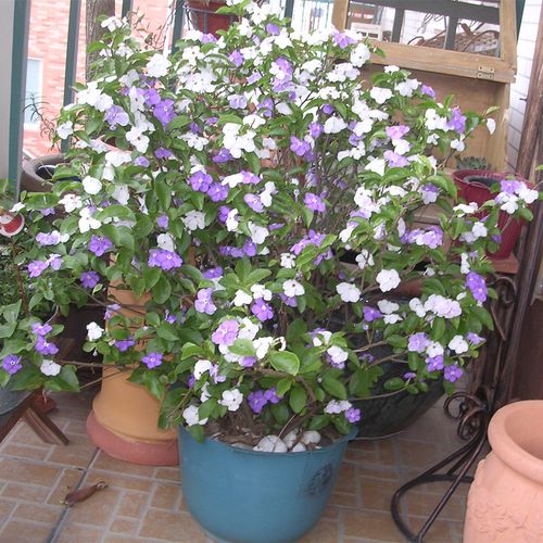 双色茉莉 双色花 鸳鸯茉莉 2-5年苗家庭阳台室内盆栽芳香花卉包邮