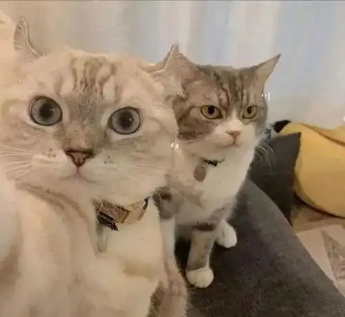 好看的带猫的情侣头像,一男一女抱着猫的的情