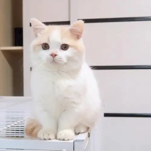 乖巧jpg乳白曼基康矮脚弟弟等有缘家长