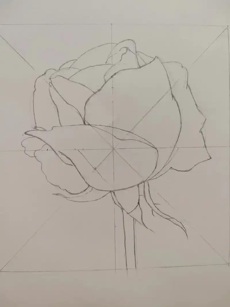 月季是怎样画成的?#每天一画 #我爱画画 #彩铅 #手绘原创 - 抖音