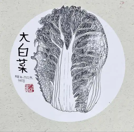 照片写生大白菜