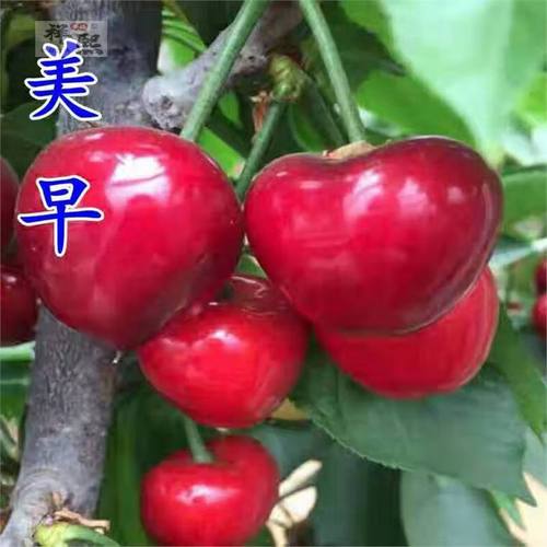 苖南北方种植盆栽庭院果树矮化樱桃树特大樱桃苗 3公分【美早】带土球